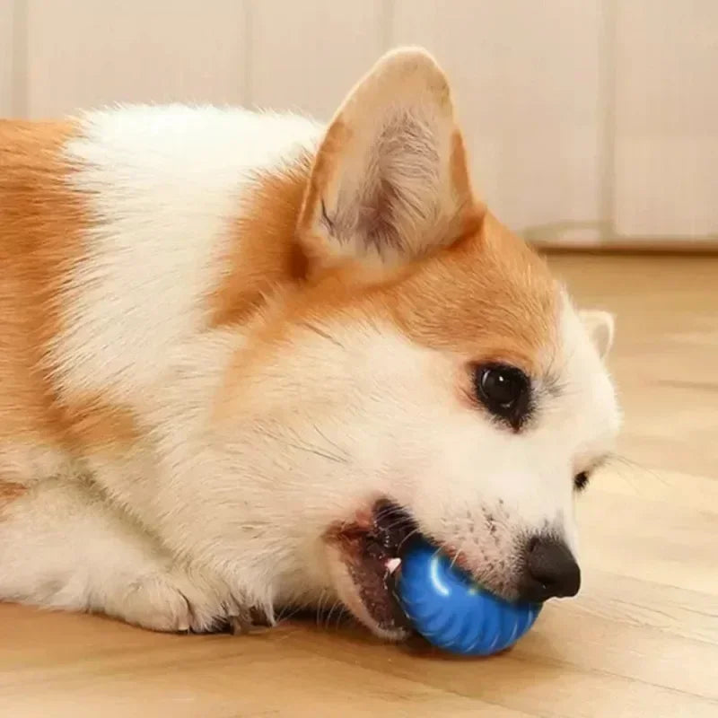 DogsHub Smart Bouncing Dog & Cat Toy Ball Chewing Resistant